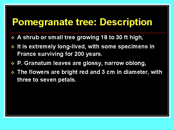 Pomegranate tree: Description v A shrub or small tree growing 18 to 30 ft