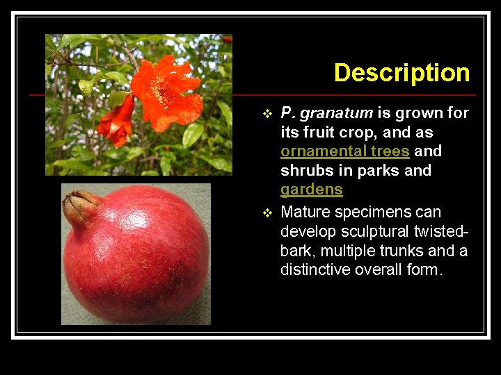 Description v v P. granatum is grown for its fruit crop, and as ornamental