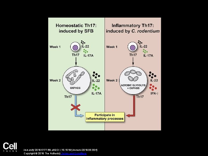 Immunity 2019 5177 -89. e 6 DOI: (10. 1016/j. immuni. 2019. 05. 004) Copyright