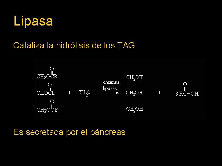 Lipasa Cataliza la hidrólisis de los TAG Es secretada por el páncreas 