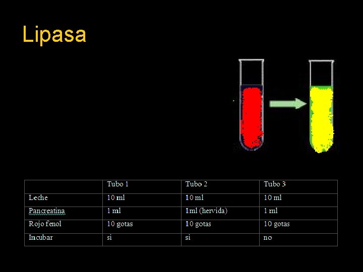 Lipasa 