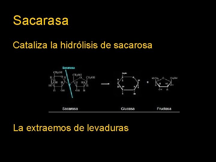 Sacarasa Cataliza la hidrólisis de sacarosa La extraemos de levaduras 