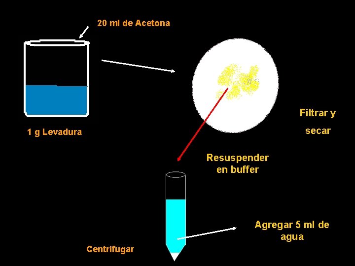 20 ml de Acetona Filtrar y secar 1 g Levadura Resuspender en buffer Agregar