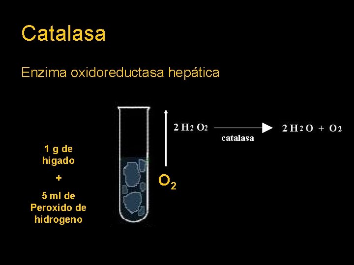 Catalasa Enzima oxidoreductasa hepática 1 g de higado + 5 ml de Peroxido de