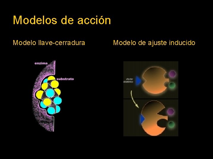 Modelos de acción Modelo llave-cerradura Modelo de ajuste inducido 