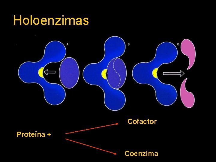 Holoenzimas Cofactor Proteína + Coenzima 