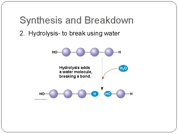 Synthesis and Breakdown 2. Hydrolysis- to break using water Hydrolysis adds a water molecule,