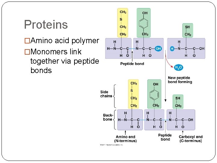 Proteins �Amino acid polymers �Monomers link together via peptide bonds 