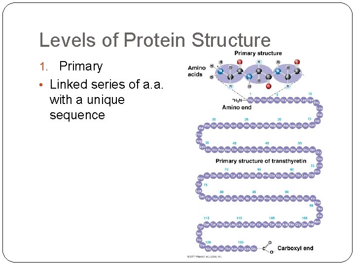 Levels of Protein Structure 1. Primary • Linked series of a. a. with a
