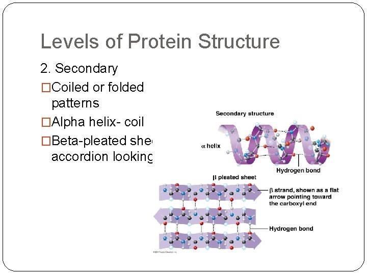 Levels of Protein Structure 2. Secondary �Coiled or folded patterns �Alpha helix- coil �Beta-pleated