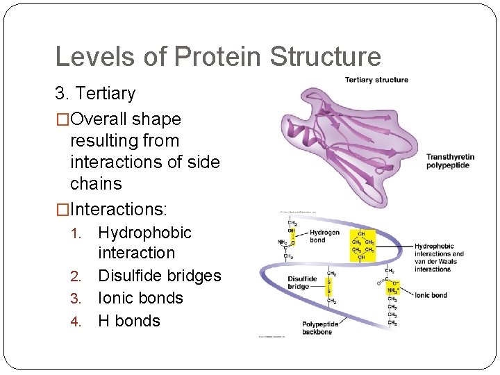 Levels of Protein Structure 3. Tertiary �Overall shape resulting from interactions of side chains