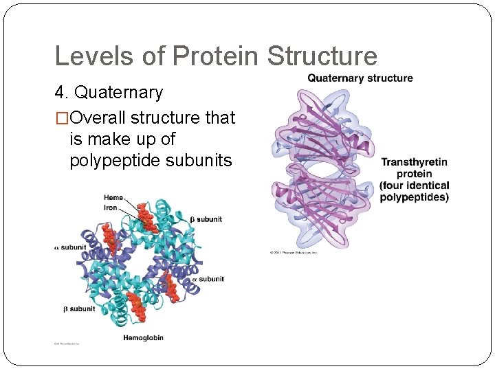 Levels of Protein Structure 4. Quaternary �Overall structure that is make up of polypeptide