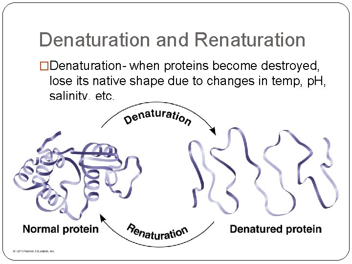 Denaturation and Renaturation �Denaturation- when proteins become destroyed, lose its native shape due to