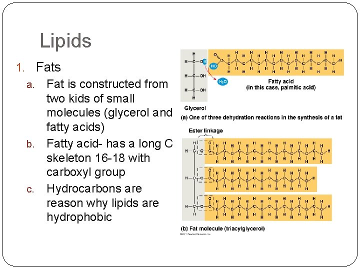Lipids 1. Fats Fat is constructed from two kids of small molecules (glycerol and