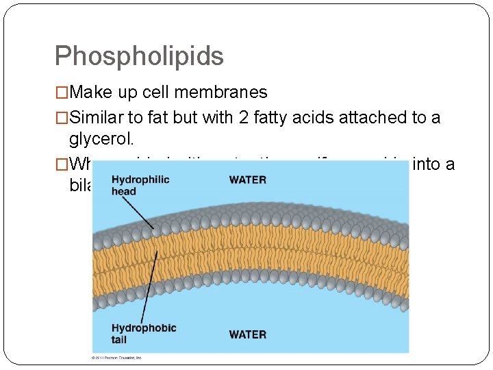 Phospholipids �Make up cell membranes �Similar to fat but with 2 fatty acids attached