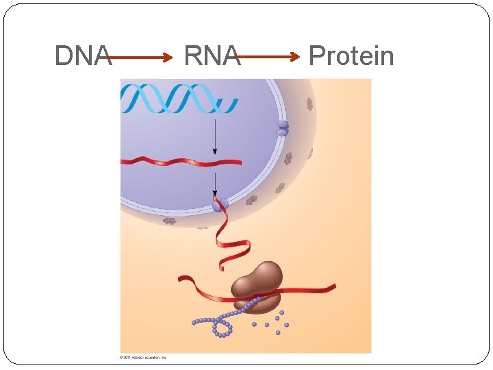 DNA RNA Protein 