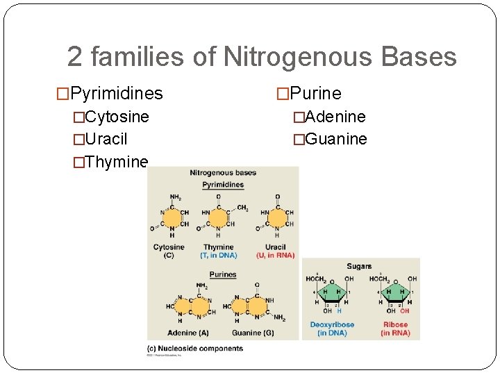 2 families of Nitrogenous Bases �Pyrimidines �Purine �Cytosine �Adenine �Uracil �Guanine �Thymine 