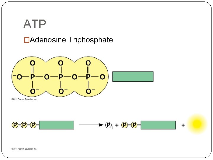 ATP �Adenosine Triphosphate 