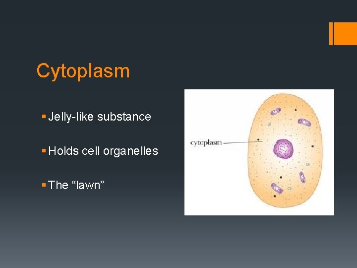 Cytoplasm § Jelly-like substance § Holds cell organelles § The “lawn” 