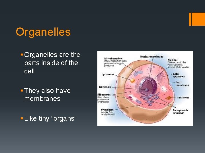 Organelles § Organelles are the parts inside of the cell § They also have