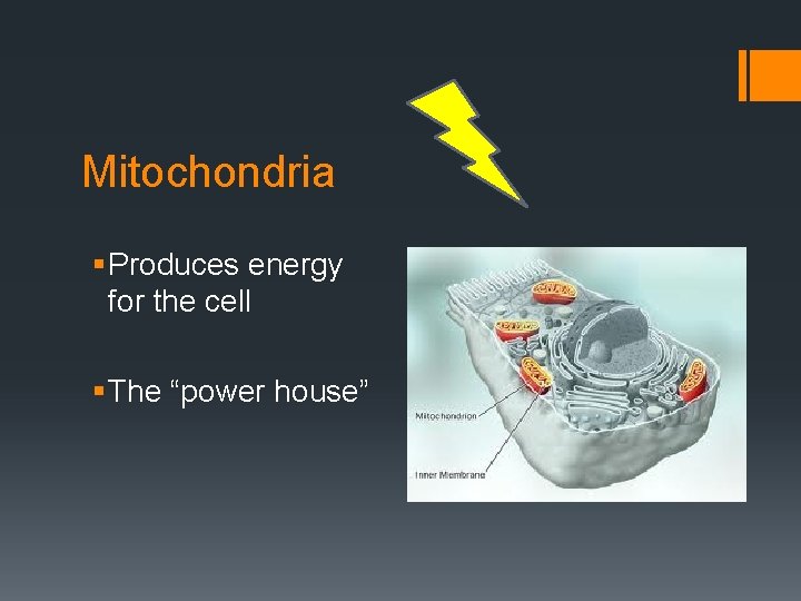 Mitochondria § Produces energy for the cell § The “power house” 