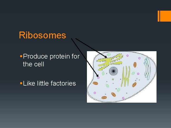 Ribosomes § Produce protein for the cell § Like little factories 