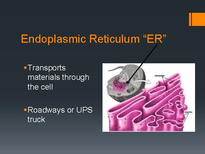 Endoplasmic Reticulum “ER” § Transports materials through the cell § Roadways or UPS truck