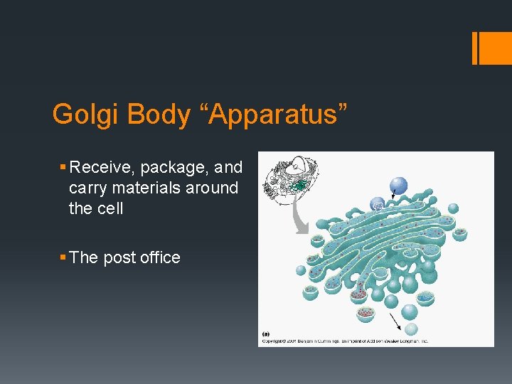 Golgi Body “Apparatus” § Receive, package, and carry materials around the cell § The