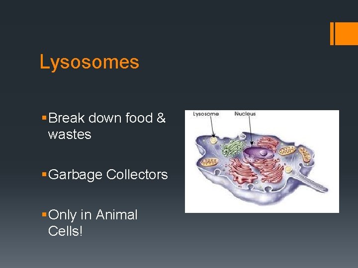 Lysosomes § Break down food & wastes § Garbage Collectors § Only in Animal