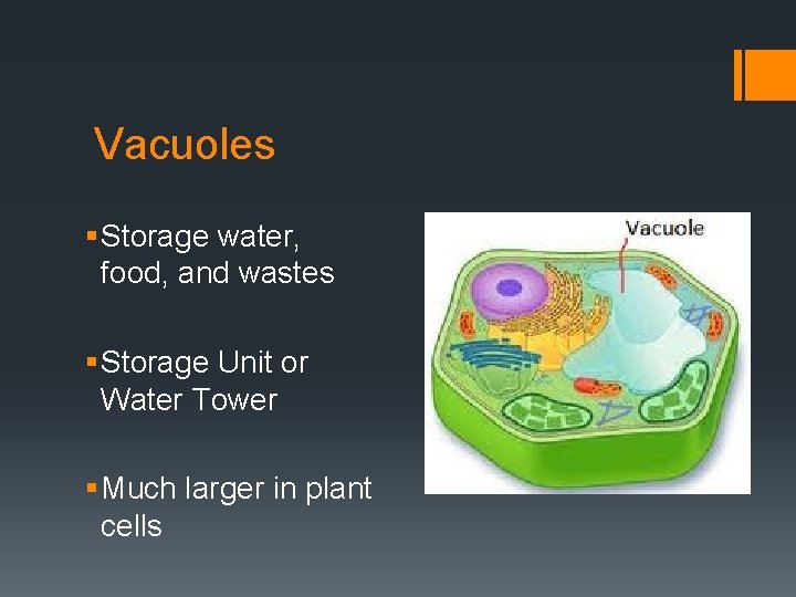 Vacuoles § Storage water, food, and wastes § Storage Unit or Water Tower §