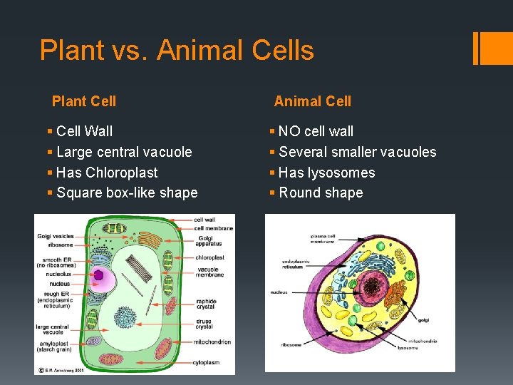Plant vs. Animal Cells Plant Cell § Cell Wall § Large central vacuole §