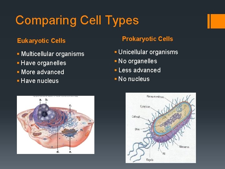 Comparing Cell Types Eukaryotic Cells § Multicellular organisms § Have organelles § More advanced