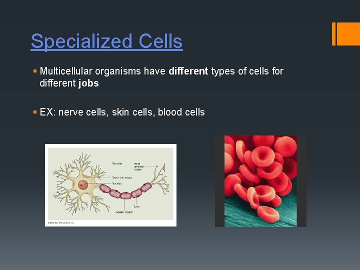 Specialized Cells § Multicellular organisms have different types of cells for different jobs §