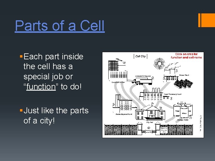 Parts of a Cell § Each part inside the cell has a special job