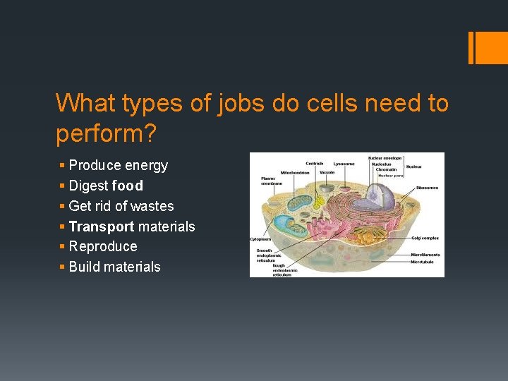 What types of jobs do cells need to perform? § Produce energy § Digest
