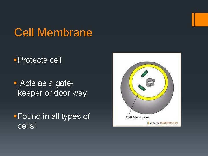 Cell Membrane § Protects cell § Acts as a gatekeeper or door way §