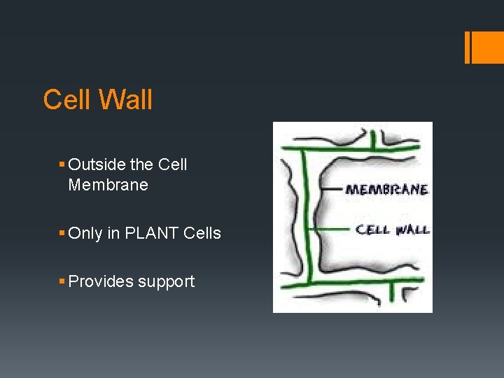 Cell Wall § Outside the Cell Membrane § Only in PLANT Cells § Provides