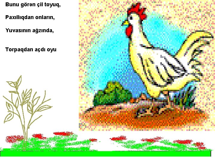 Bunu görən çil toyuq, Paxıllıqdan onların, Yuvasının ağzında, Torpaqdan açdı oyu 