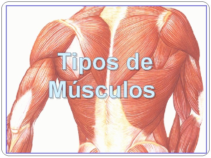 Tipos de Músculos 