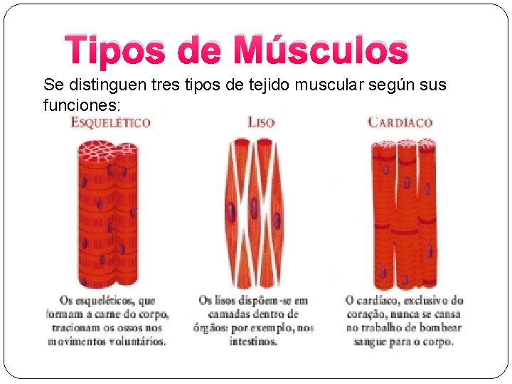 Tipos de Músculos Se distinguen tres tipos de tejido muscular según sus funciones: 