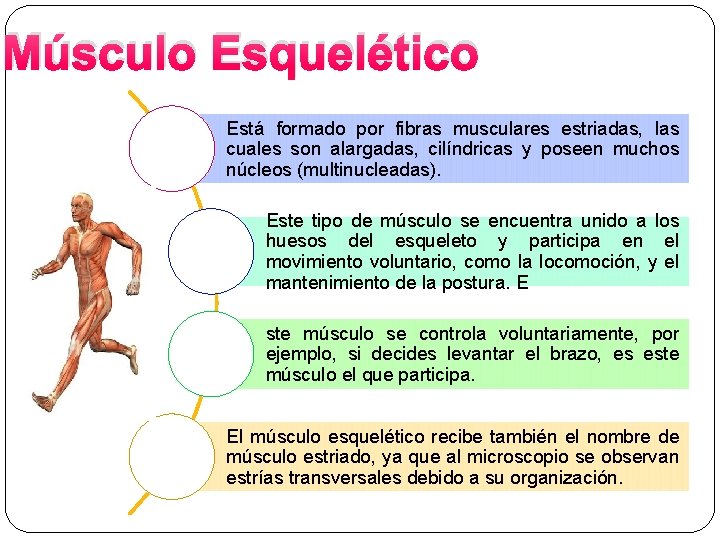 Músculo Esquelético Está formado por fibras musculares estriadas, las cuales son alargadas, cilíndricas y