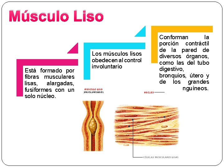 Músculo Liso Está formado por fibras musculares lisas, alargadas, fusiformes con un solo núcleo.