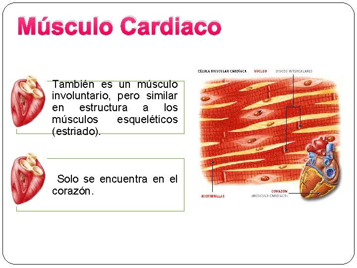 Músculo Cardiaco También es un músculo involuntario, pero similar en estructura a los músculos