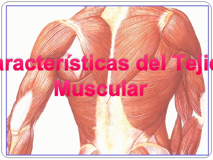 aracterísticas del Tejid Muscular 