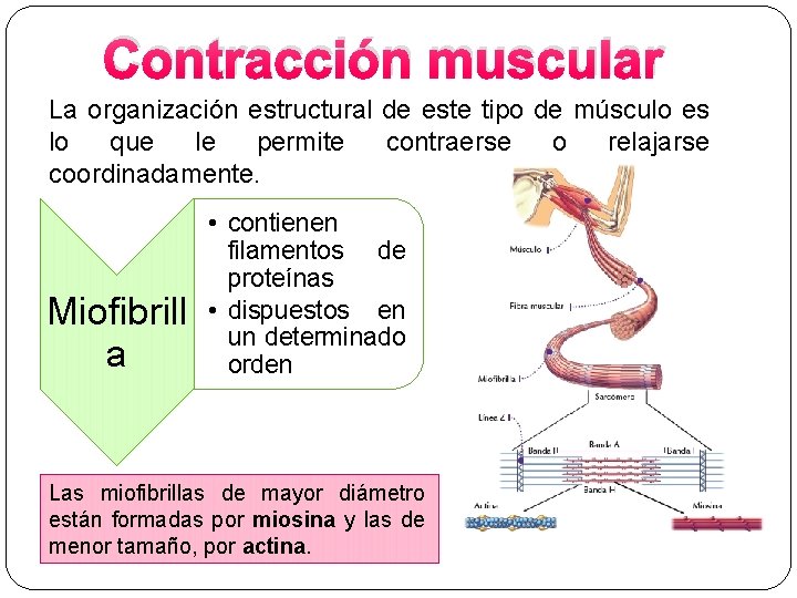 Contracción muscular La organización estructural de este tipo de músculo es lo que le