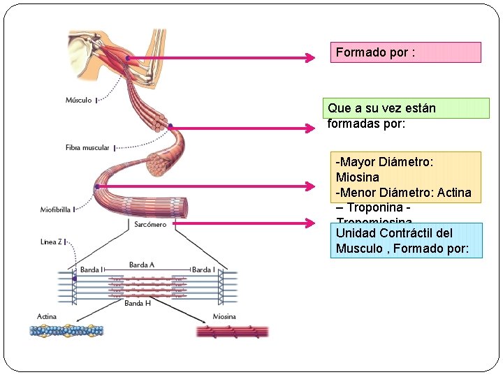 Formado por : Que a su vez están formadas por: -Mayor Diámetro: Miosina -Menor