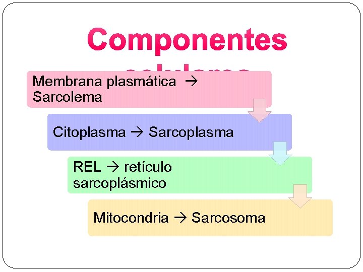 Membrana plasmática Sarcolema Citoplasma Sarcoplasma REL retículo sarcoplásmico Mitocondria Sarcosoma 