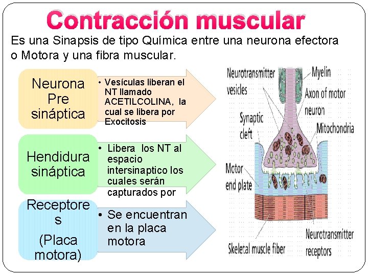 Contracción muscular Es una Sinapsis de tipo Química entre una neurona efectora o Motora