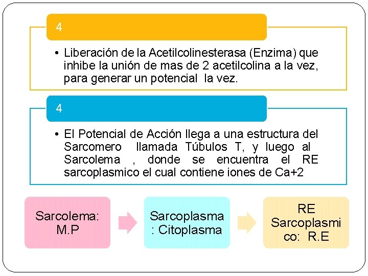 4 • Liberación de la Acetilcolinesterasa (Enzima) que inhibe la unión de mas de