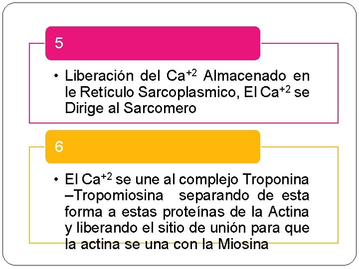 5 • Liberación del Ca+2 Almacenado en le Retículo Sarcoplasmico, El Ca+2 se Dirige